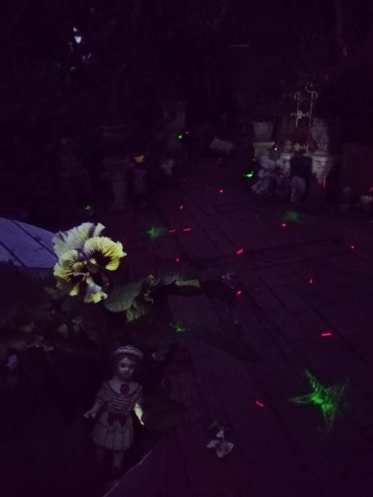 小さな庭の画像 by charlieさん | 小さな庭とパンジーときれいなお花とNight Gardenと不思議の国のアドベンチャーと不思議の国の植物とエンジェル祭り