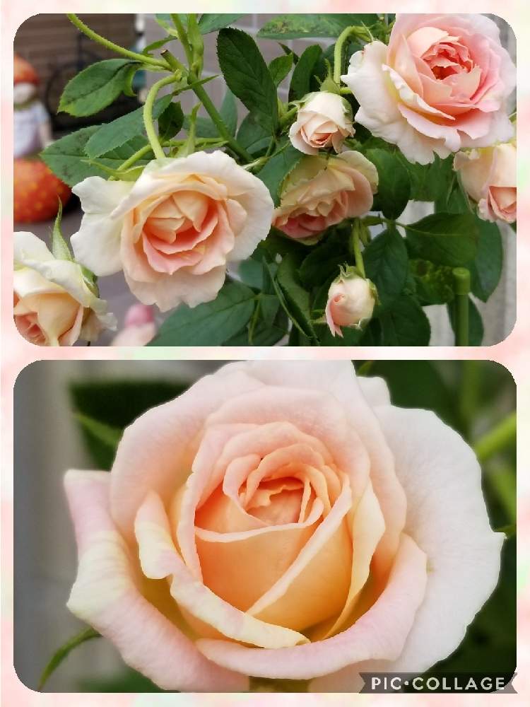 小さな庭の画像 by takiさん | 小さな庭と絞りとポール セザンヌとDelbard Rosesとおうち園芸とバラ好きと佳花園