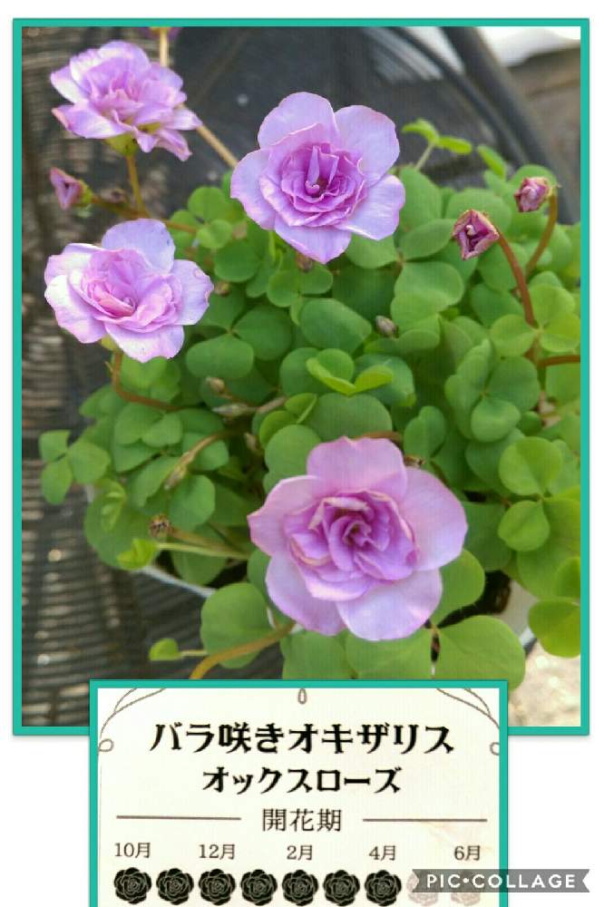 テラスの画像 by はてはぁなさん | テラスとオキザリスとバラ咲きオキザリス オックスローズといい感じ♡とピンクの花とチーム岐阜と八重咲きとキレイ✨と可愛いと小花と球根植物