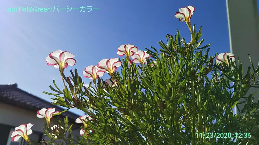 バルコニー/ベランダの画像 by あおい32さん | バルコニー/ベランダとオキザリス・バーシーカラーとガーデニングとお花と千葉県
