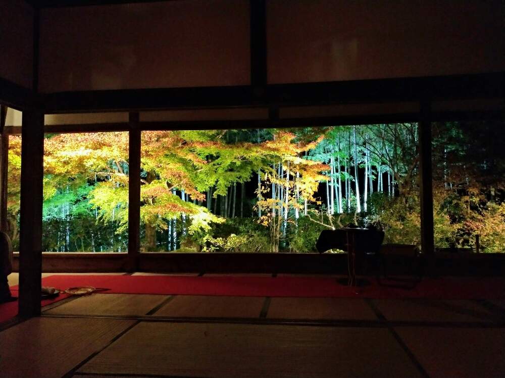 お出かけ先の画像 by アマデオさん | お出かけ先と宝泉院と1,000万枚突破とビオラ苗ケース希望