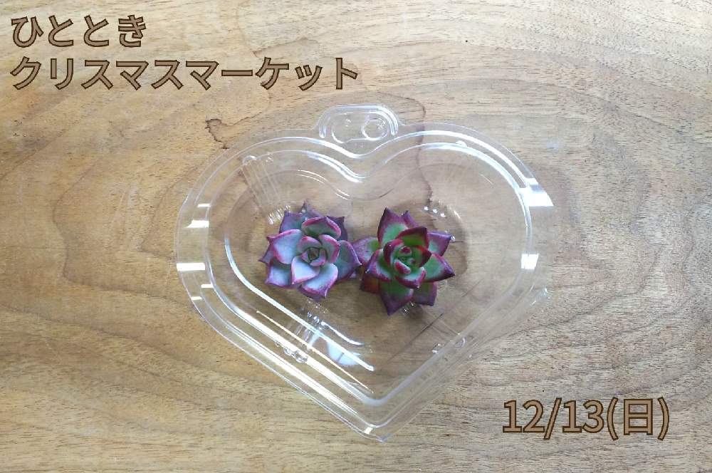 インテリアの画像 by 多肉屋 1HAさん | インテリアと多肉植物と育てたくなる多肉図鑑と繋がるリースと多肉屋1HAとUERUと愛知県岡崎市