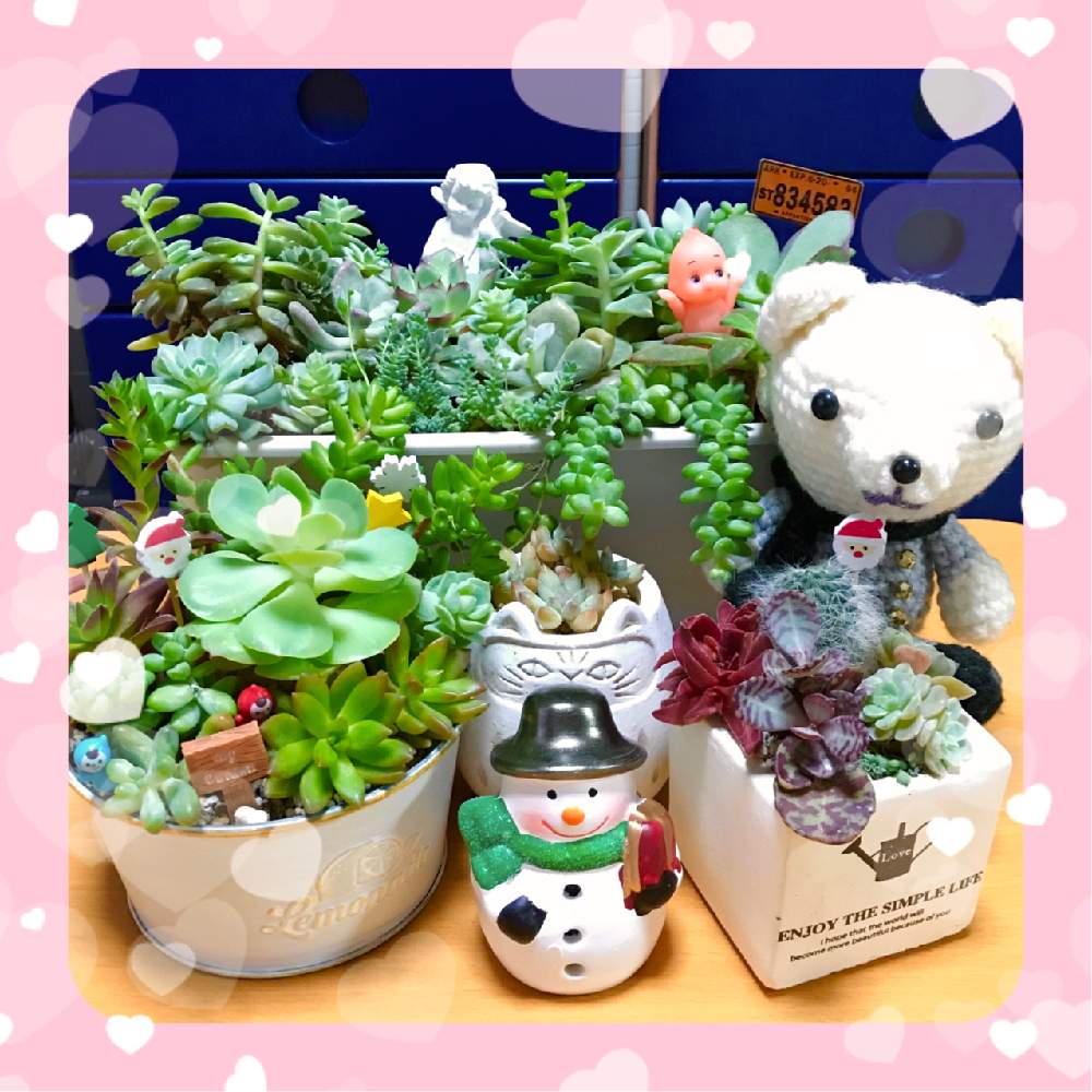 部屋の画像 by makimay(マキメイ)さん | 部屋と多肉中毒とおうち園芸とエンジェル祭りと北海道と多肉初心者