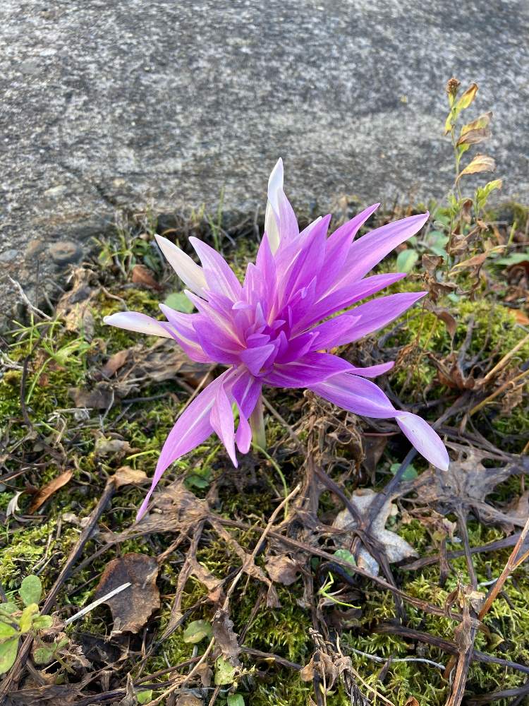お出かけ先の画像 by こよりさん | お出かけ先とコルチカムではありませんか?とお花とお散歩と散策と観光地
