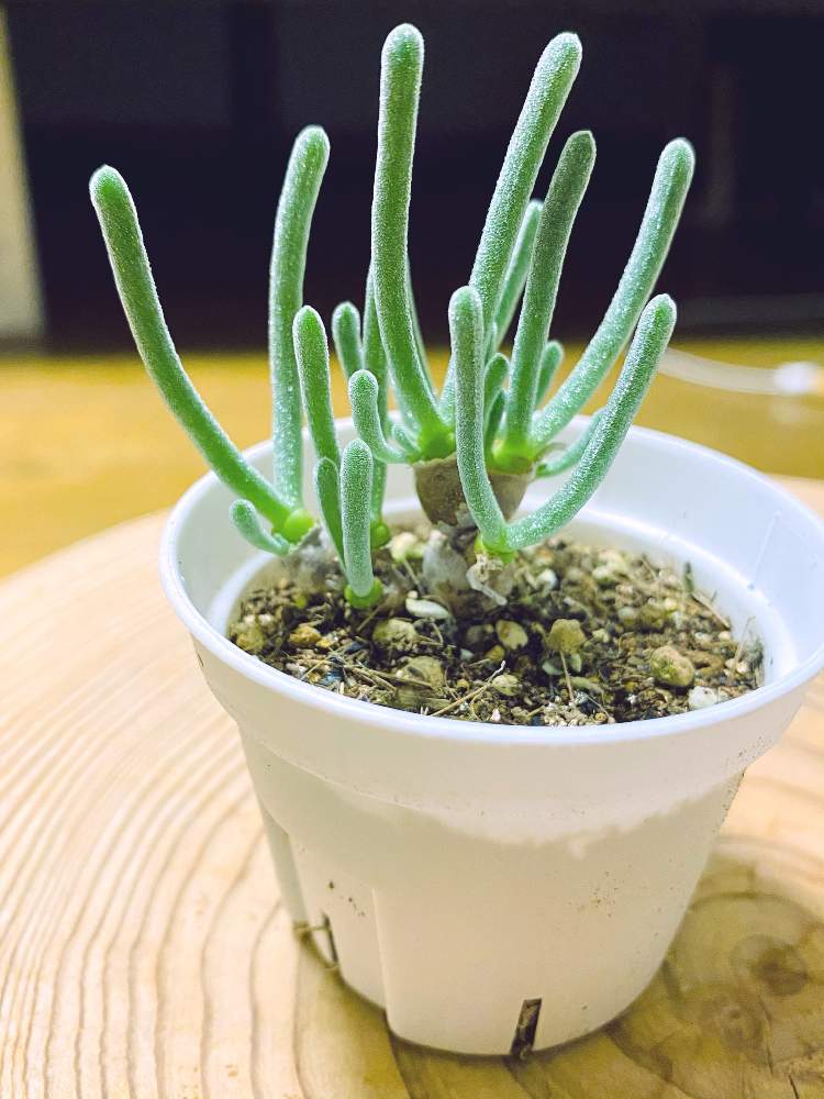 窓辺の画像 by mochaさん | 窓辺とモニラリア オブコニカと多肉植物とみどりのある暮らしと多肉大好きと癒しと植物大好きと植物と多肉女子とタニラーと珍奇植物と花のある暮らしと緑のある生活とビザールプランツと多肉多肉多肉