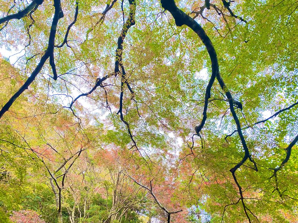 お出かけ先の画像 by みわぞぅさん | お出かけ先ともみじ紅葉と風景写真と紅葉フォトコン2020と養老渓谷とカラーリーフと癒しとGS映えと美しいグラデーション
