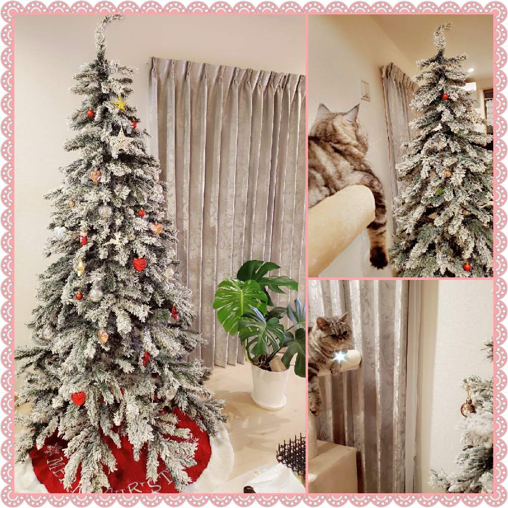 インテリアの画像 by miri☆*.+゚さん | インテリアとモンステラといつもありがとう♡とクリスマスツリーと観葉植物のある暮らしとGS初心者!