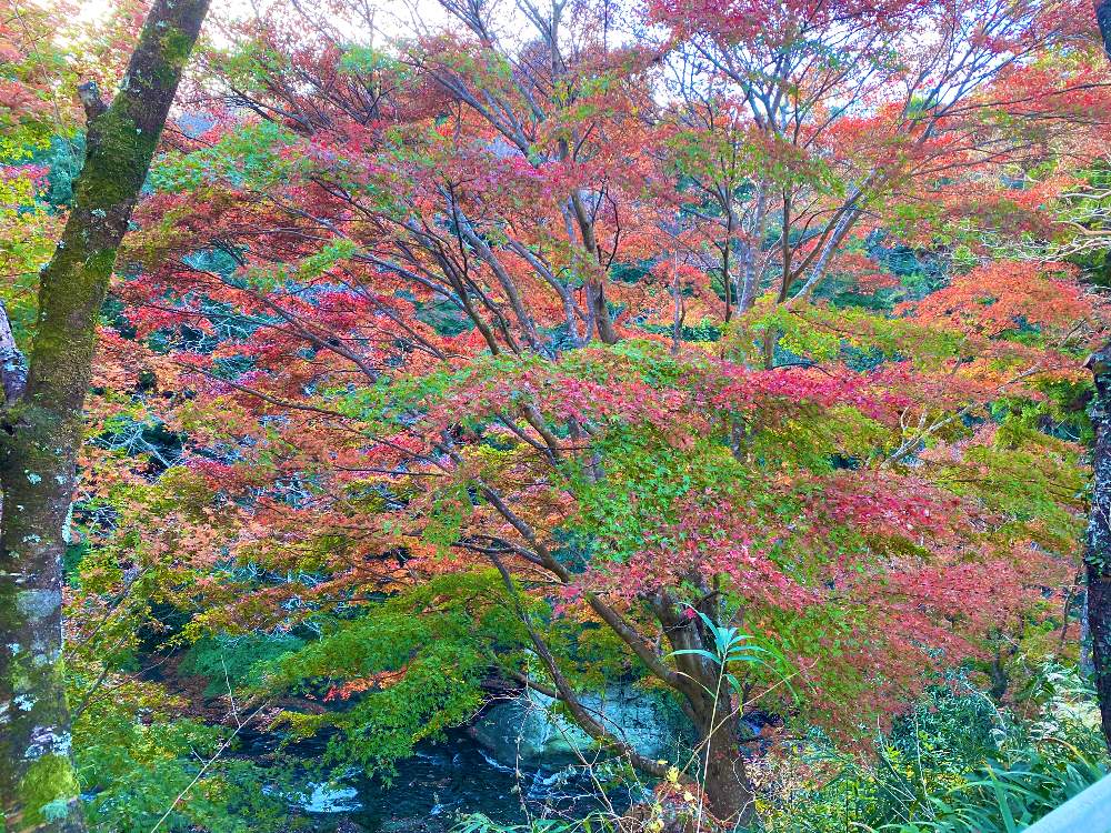 お出かけ先の画像 by みわぞぅさん | お出かけ先と風景写真と養老渓谷とGS映えと美しいグラデーションともみじ紅葉と紅葉フォトコン2020
