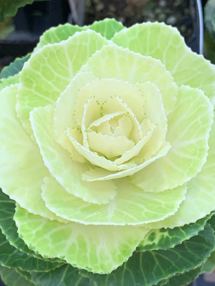 お出かけ先の画像 by ✨liquor poirot✨(ポアロ)さん | お出かけ先と植中毒と皆さんに感謝とお花さんに感謝と花のある暮らしとお花咲く喫茶店とiPhone撮影