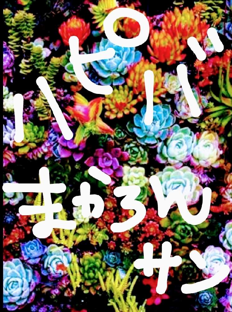 部屋の画像 by しのんさん | 部屋と広島出張所と多肉植物とHTCとお祝いとうれしい♡とHTC No.16とありがとう♡とひゃっほ~!と富山支部とおめでとう♡とHappy birthdayとだいすき♥️とお誕生日おめでとうと繋がりに感謝✨