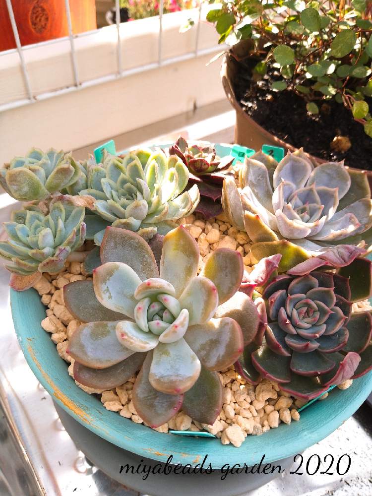 棚の画像 by みやさん | 棚とラズベリーアイスとモンローとロンギシマと多肉植物と韓国苗とお気に入り♥と初心者の多肉植物と多肉寄せ植えと発根管理