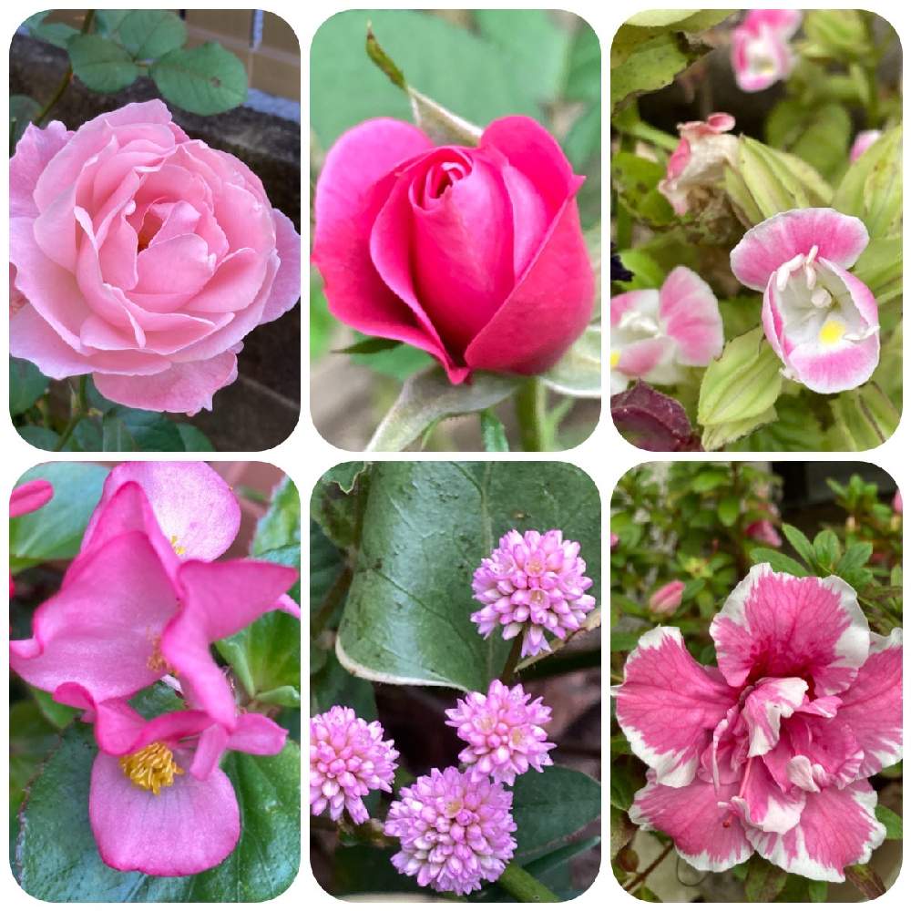 小さな庭の画像 by まぁ!さん | 小さな庭と薔薇に魅せられてと花のある暮らしと素敵色とおうち園芸