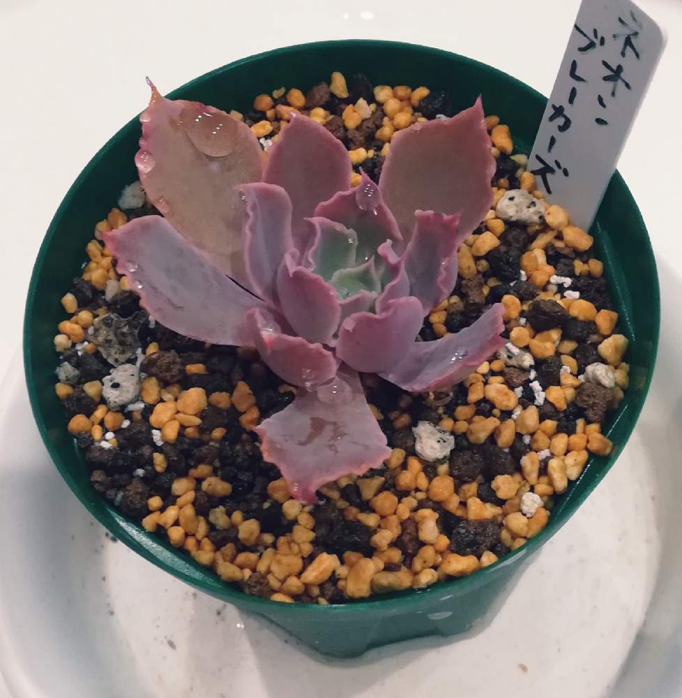 バルコニー/ベランダの画像 by coffeetime/breaktimeさん | バルコニー/ベランダと多肉植物初心者と多肉植物と多肉大好きと多肉植物のある暮らしと多肉女子とネオンブレーカーズ☆