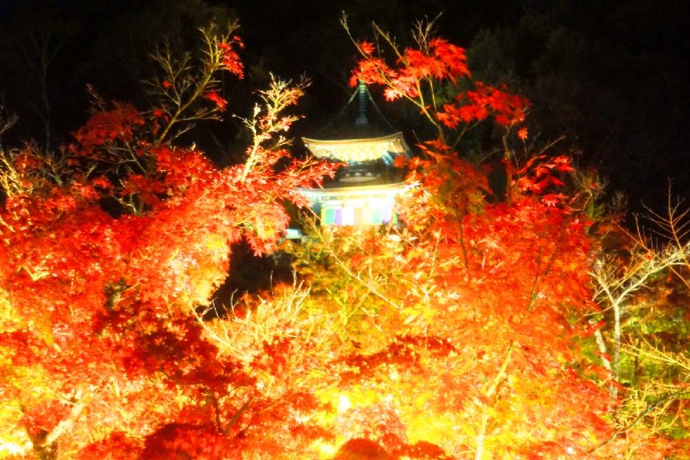 お出かけ先の画像 by 野ニンさん | お出かけ先と令和最初の植物と紅葉フォトコン2020と出版とおうちde菜園とGS映えとGreenSnapmarcheと花のある暮らしとGREEN UP!
