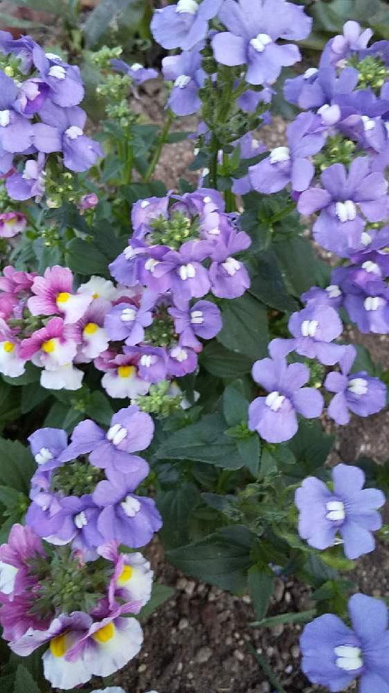 小さな庭の画像 by cookさん | 小さな庭とコガネムシとの戦い❗️とおうち園芸とネメシア☆と薔薇大好き♡と芝生の庭と葉っぱlove♥