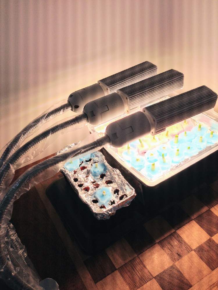 の画像 by アダナックさん | 水耕栽培とおうちde菜園とDIY チェステーブル