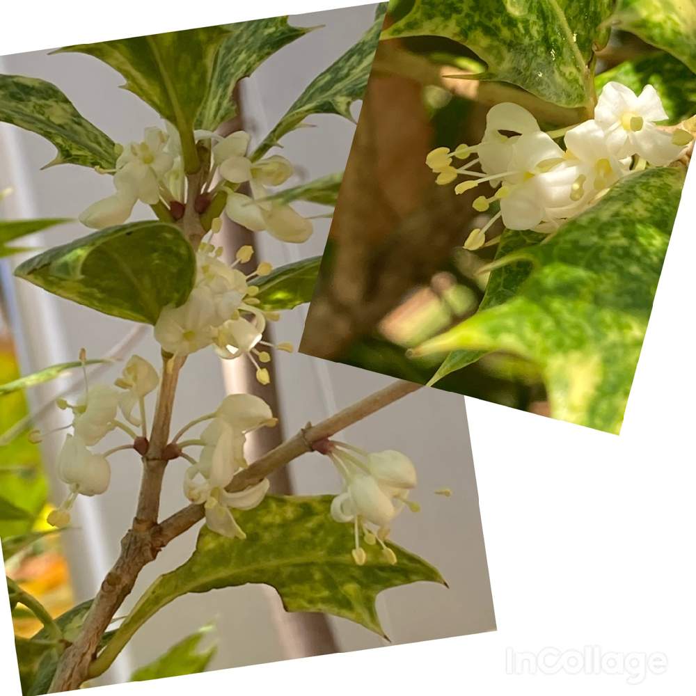 小さな庭の画像 by すずはなさん | 小さな庭と斑入りヒイラギと庭のお花とスマホ写真