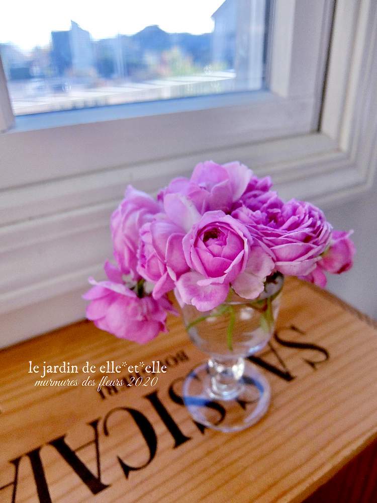 窓辺の画像 by elle*et*elleさん | 窓辺とアントマギーズローズと好きな花とばら バラ 薔薇と庭に咲く花と花のある風景と薔薇好きと自己流ガーデニングと咲いてくれてありがとう❤とガーデニングと花のある暮らしとローズガーデンと薔薇♪とロザリアンとバラを楽しむと薔薇大好きとばらに魅せられて