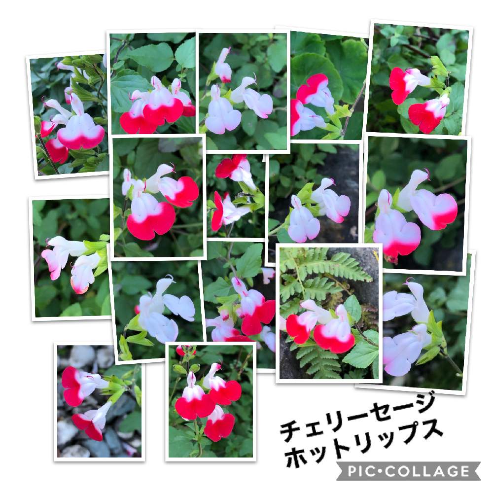 の画像 by やっちゃんさん | おうちde菜園とおうち園芸とキュンキュン乙女倶楽部No.279と多肉女子と花のある暮らしとチェリーセージ・ハーブとチーム・ブルーNo.036とiPhone撮影