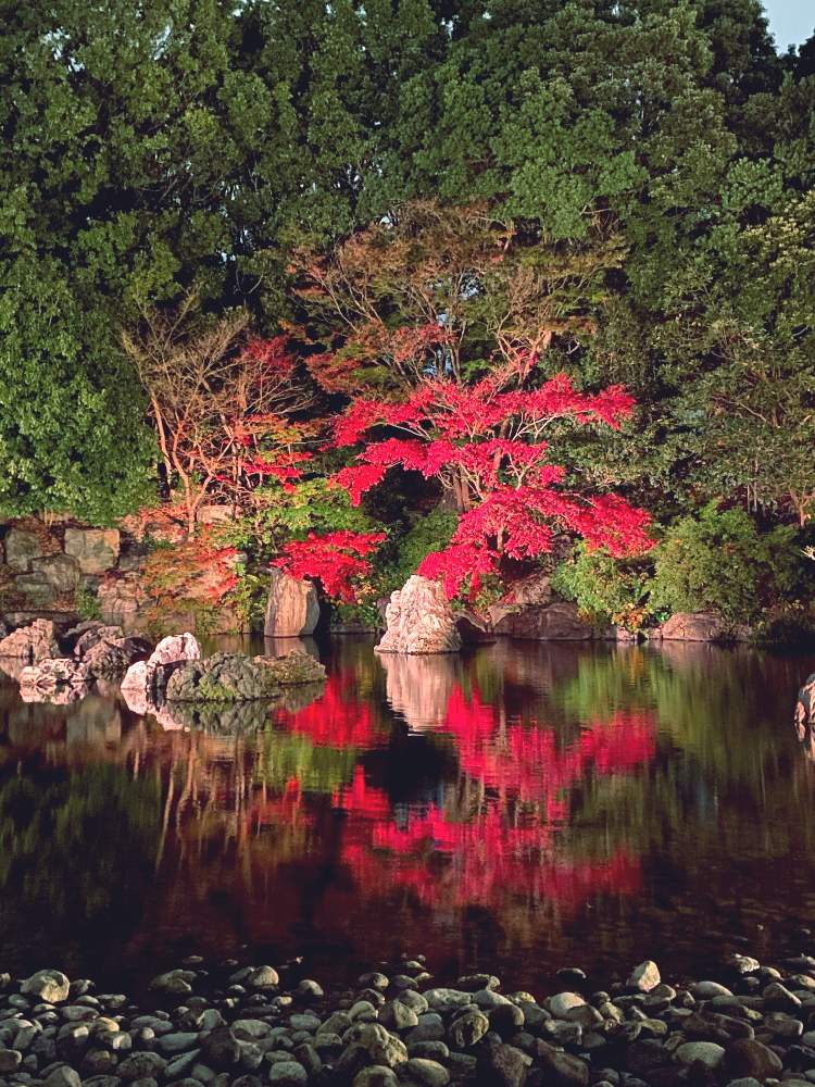 お出かけ先の画像 by かよさん | お出かけ先とモミジと紅葉フォトコン2020とキュンキュン乙女倶楽部と小さな幸せ❤とチーム・ブルーNo.030と癒しと気分転換と植中毒とGSの皆さんに感謝❣️と紅葉狩りとお散歩と神秘的と万博記念公園とライトアップ