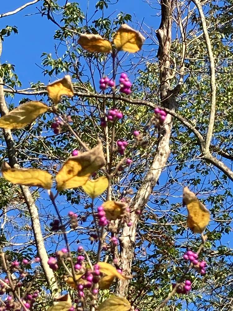 お出かけ先の画像 by ペロさん | お出かけ先とムラサキシキブと木の実と紅葉(こうよう)と静岡