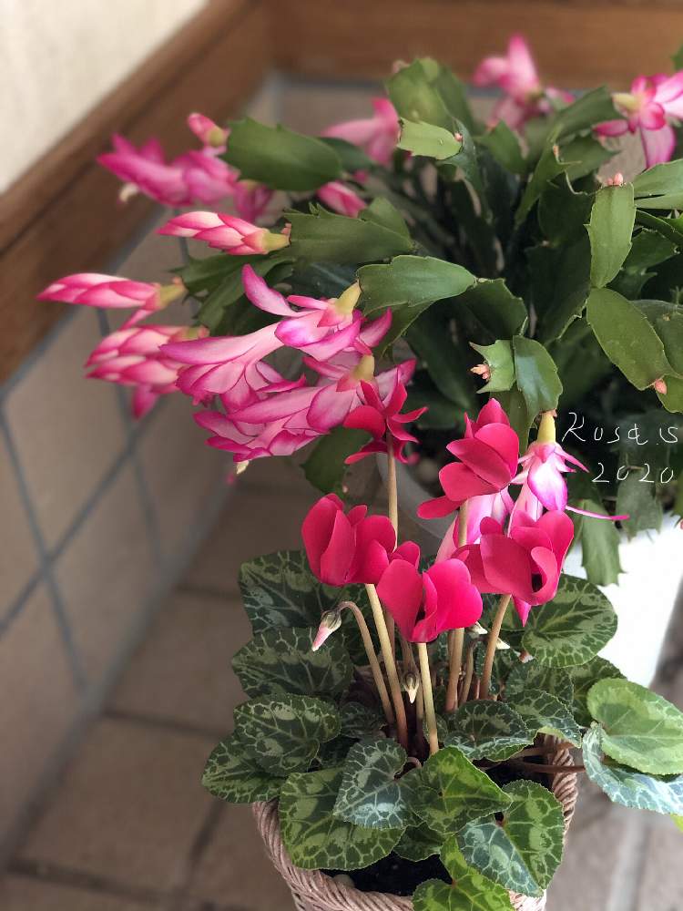 玄関の画像 by rosa sさん | 玄関とシャコバサボテンとミニシクラメンとデンマークカクタス カミーラとピンクの花とおうち園芸と鉢植えと斑入り葉っぱと花のある暮らしと北海道と錦の日