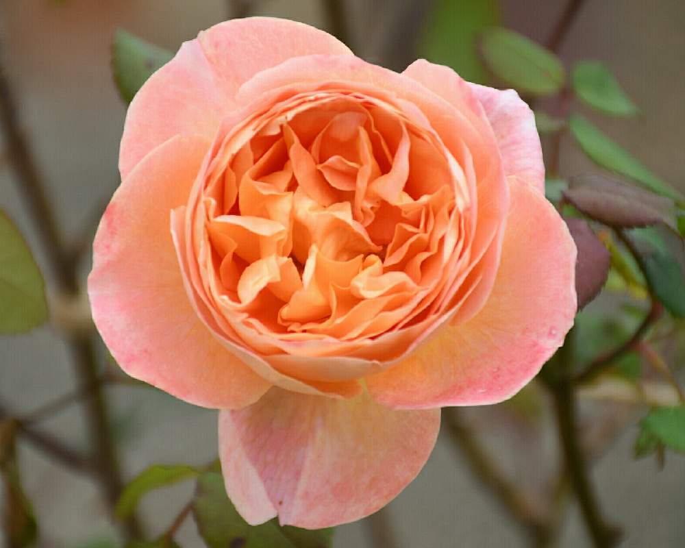 の画像 by naokichiさん | ばら バラ 薔薇と薔薇愛同盟と花のある暮らしと薔薇♪とバラ・ミニバラ