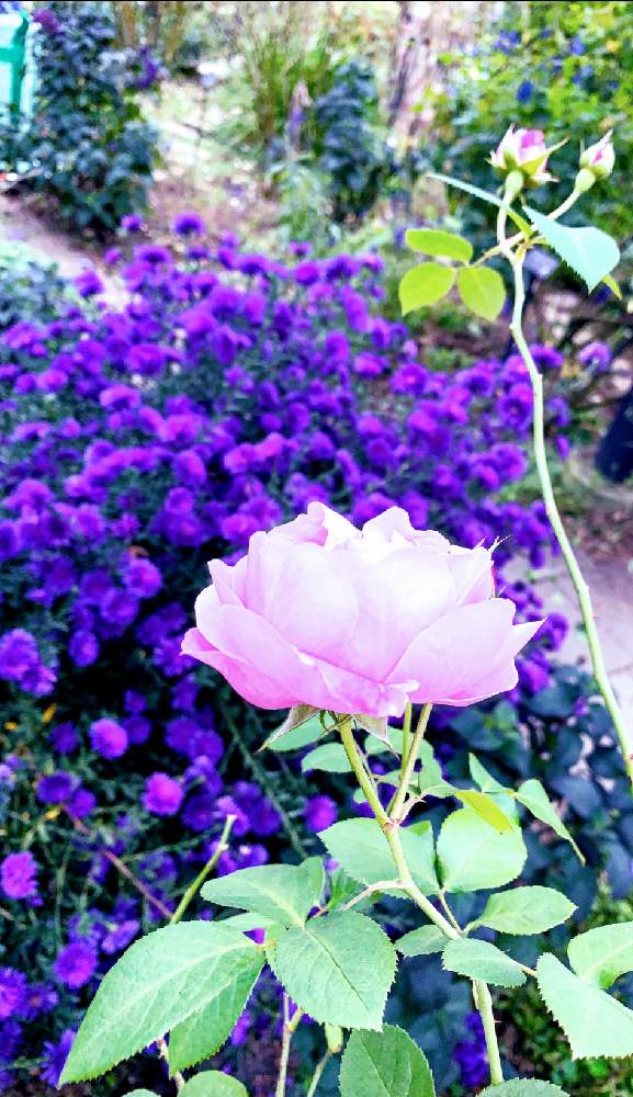 お出かけ先の画像 by EMIさん | お出かけ先と公園と紫色のお花とうすピンク色と花のある暮らしと薔薇♪とお散歩