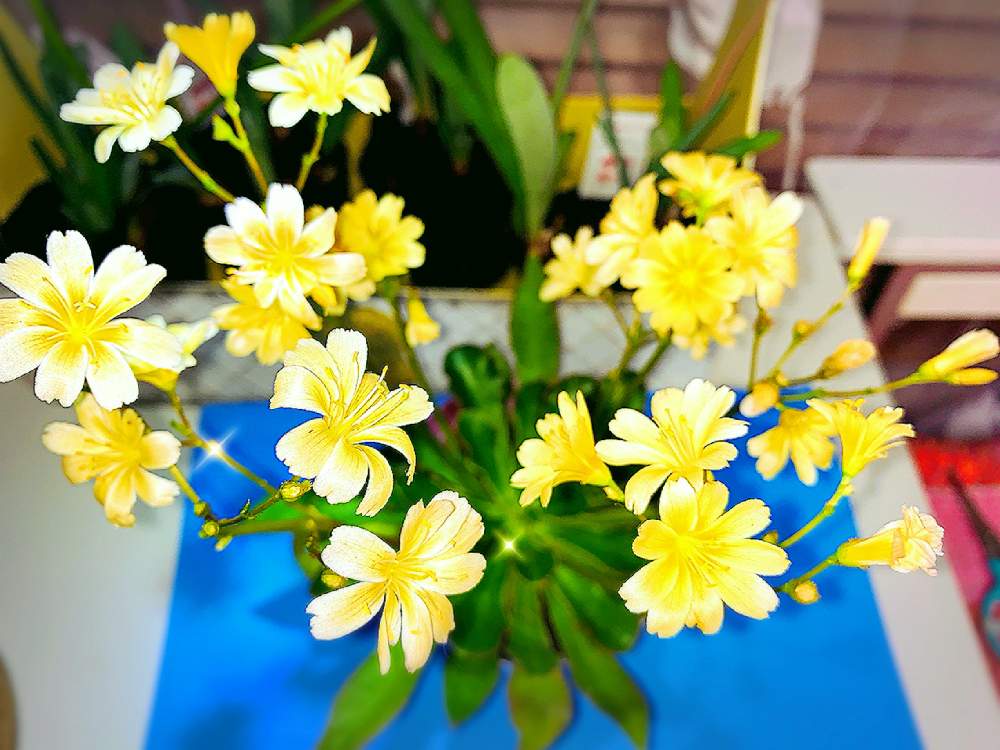 窓辺の画像 by EMIさん | 窓辺と花のある暮らしと黄色いお花とおうち園芸