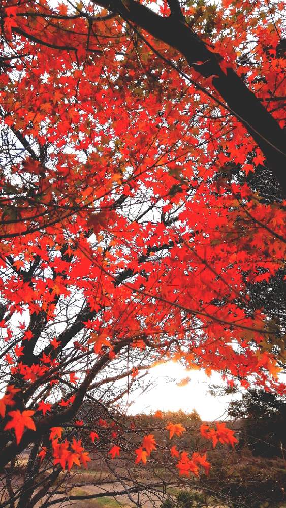 お出かけ先の画像 by 風の駅さん | お出かけ先とモミジ(紅葉)とぶらり電動チャリと紅葉風景(福島県)