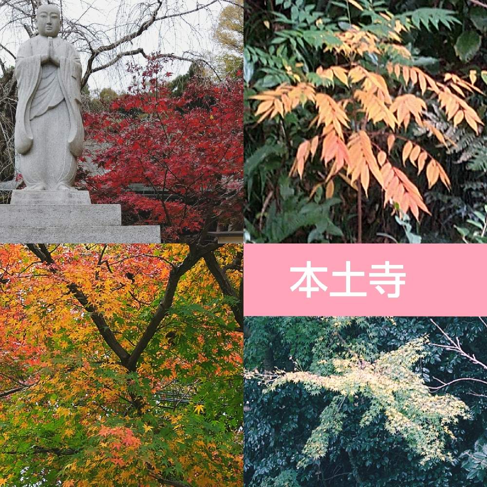 の画像 by なおみ♥さん | 紅葉と本土寺といやされる♡とコロナおしりペンペン( ・᷄ὢ・᷅ )と素敵❤とコロナ消えろ‼ビーム‼