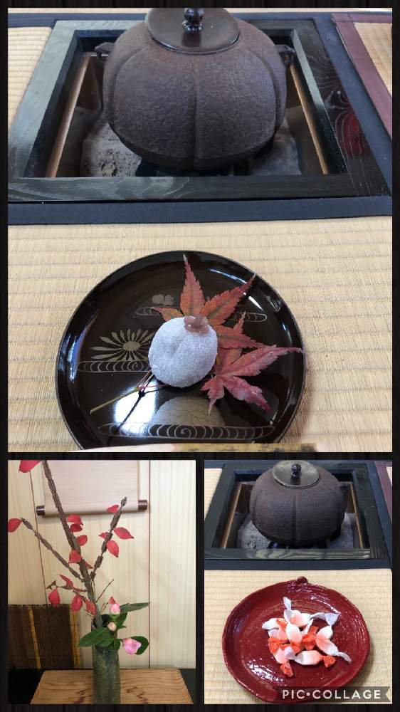 の画像 by やっちゃんさん | 午後お茶のお稽古とおうちde菜園とニシキギの紅葉とおうち園芸とキュンキュン乙女倶楽部No.279と多肉女子と花のある暮らしとチーム・ブルーNo.036とiPhone撮影