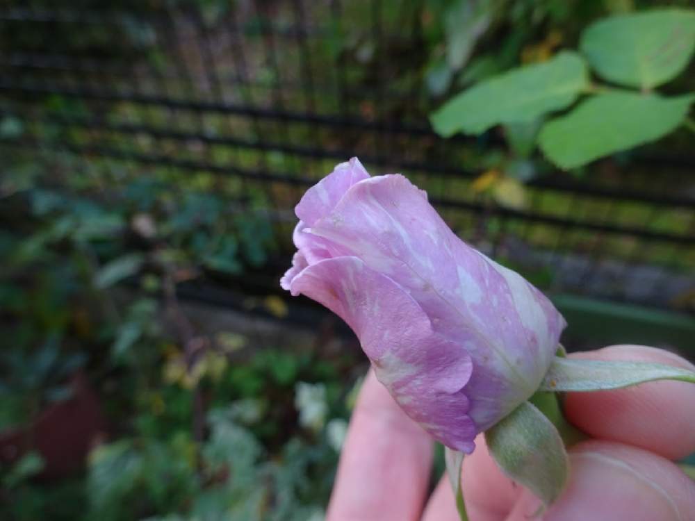 小さな庭の画像 by ☆きらまる☆さん | 小さな庭と薔薇愛同盟と薔薇男子と薔薇に魅せられてと薔薇と暮らすとオシャレとB型と365日薔薇と暮らすとバラのある暮らしとおうち園芸と今日の一枚とセクシーとエリカ印ときれいな色と花のある暮らしとかわいいな♡とテンション⤴︎とロザリアンとバラを楽しむとシボラー