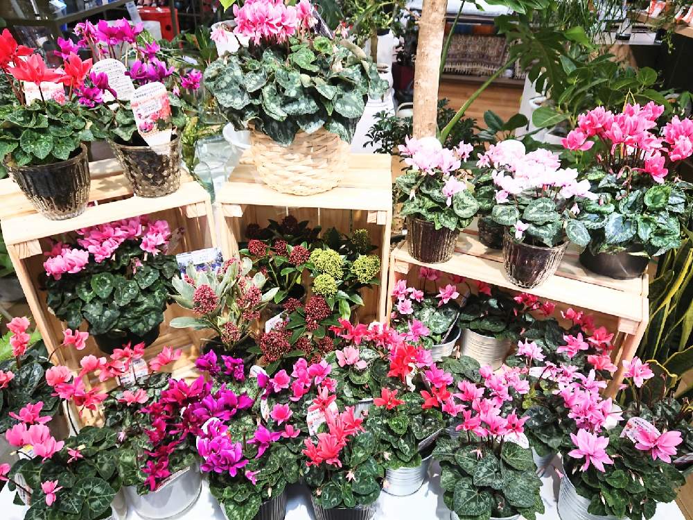 の画像 by ボタニカルラウンジ西武池袋店さん | シクラメンとスキミアと観葉植物を楽しむとボタニカルラウンジと観葉植物と植物のある暮らしとボタニカルライフとボタニカルラウンジ西武池袋店とボタニカルソイルと観葉植物専門店と西武池袋とインテリアグリーンと矢祭園芸