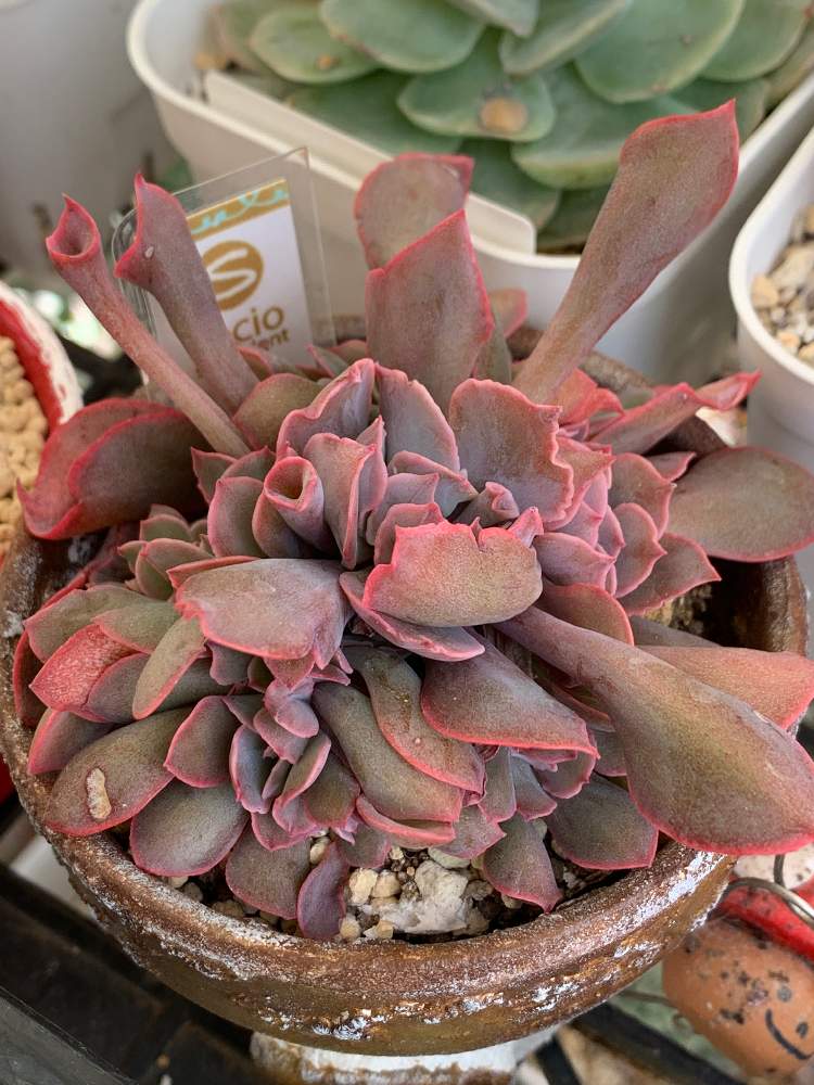 バルコニー/ベランダの画像 by lovely rose***さん | バルコニー/ベランダと多肉植物とトランペットピンキー☆とsocio succulentsと多肉ちゃんと愉快な仲間たちと多肉のある暮らしと可愛い〜♡と紅葉♡と紅葉多肉と多肉生活