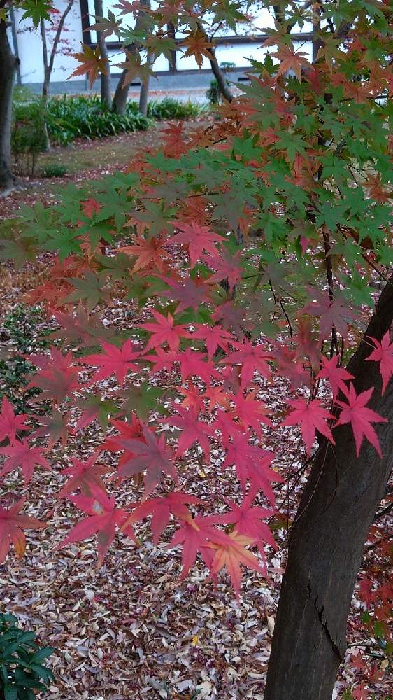の画像 by なおみ♥さん | 紅葉と本土寺といやされる♡とコロナおしりペンペン( ・᷄ὢ・᷅ )と素敵❤とコロナ消えろ‼ビーム‼と紅葉フォトコン2020