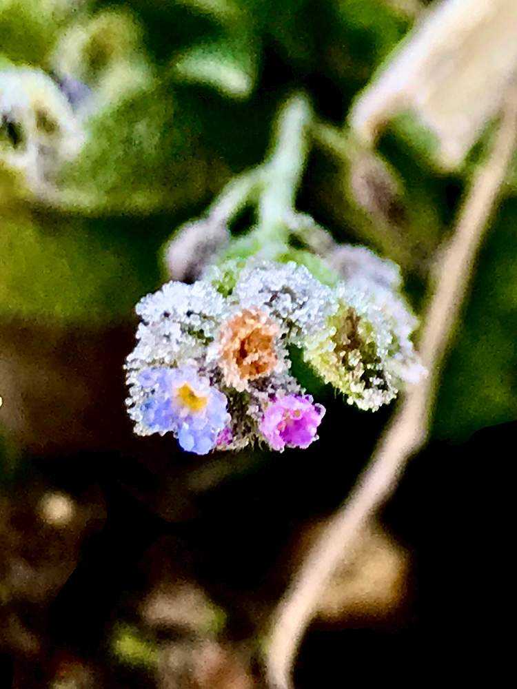 の画像 by かしさん | キュウリグサと雑草と雑草花とフローズン雑草