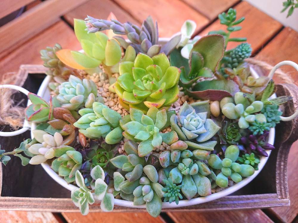 バルコニー/ベランダの画像 by tareさん | バルコニー/ベランダと多肉植物 寄せ植えと多肉植物とたにくと多肉大好きとベランダ多肉とベランダガーデンとメルカリ多肉と多肉寄せ植え