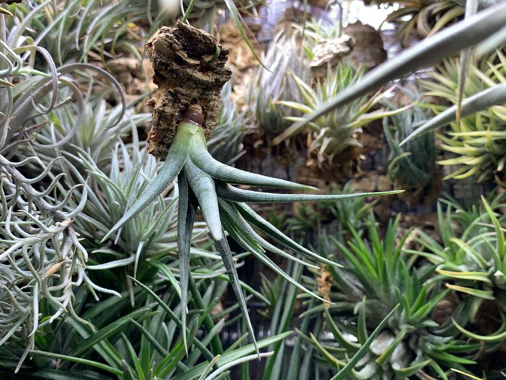 部屋の画像 by しゅんさん | 部屋と着生植物と観葉植物と植物のある暮らしとT. ゲルダエと植中毒とエアプランツとエアープランツ/チランジア