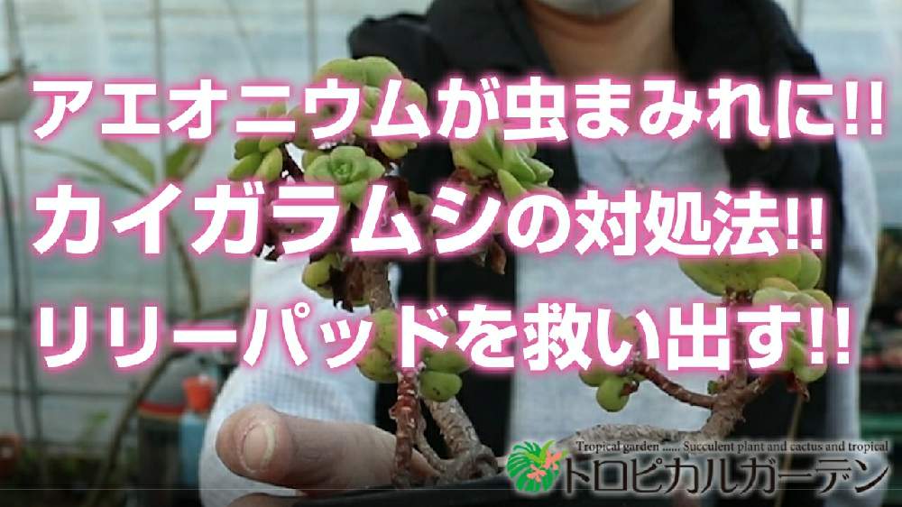 小さな庭の画像 by トロピカルガーデン埼玉さん | 小さな庭と多肉植物と韓国苗販売とおうち園芸とリメ鉢とエケベリア属と多肉女子とトロピカルガーデン群馬とタニラーと多肉植物販売群馬とトロピカルガーデンと多肉植物販売埼玉と多肉植物 エケベリアとsucculent plantsとEcheveriaとsucculentとトロピカルガーデン埼玉