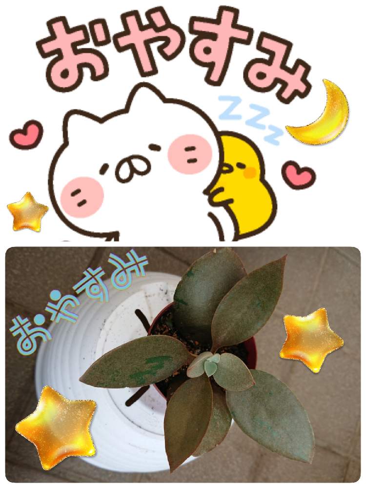 小さな庭の画像 by 苺さん | 小さな庭と多肉植物の栽培とおうち園芸