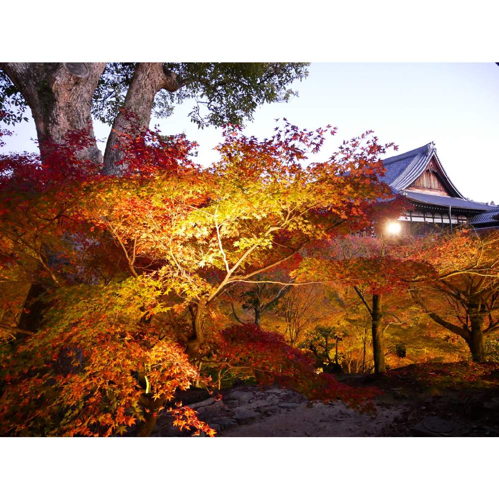 お出かけ先の画像 by 由美子さん | お出かけ先とモミジと夜中にこっそりとあっ火曜日とLUMIX DC GF10と紅葉フォトコン2020と由美子go to京都
