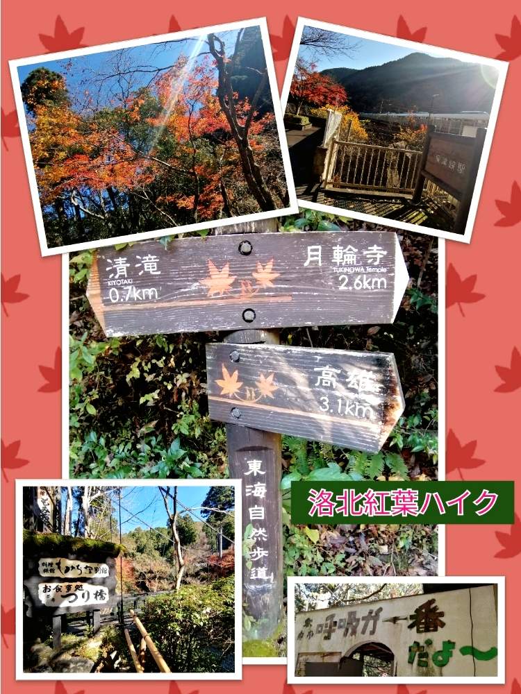 お出かけ先の画像 by ✨花鳥風月堂✨さん | お出かけ先と野鳥観察と保津川と京都府と燃ゆる秋とハイキングと高雄 周山街道と保津峡と清滝と紅葉(こうよう)と森林浴