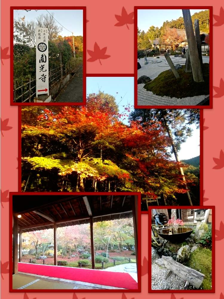 お出かけ先の画像 by ✨花鳥風月堂✨さん | お出かけ先と枯山水と京都府と燃ゆる秋と圓光寺と紅葉(こうよう)と庭園とあきと圓光寺の水琴窟の音