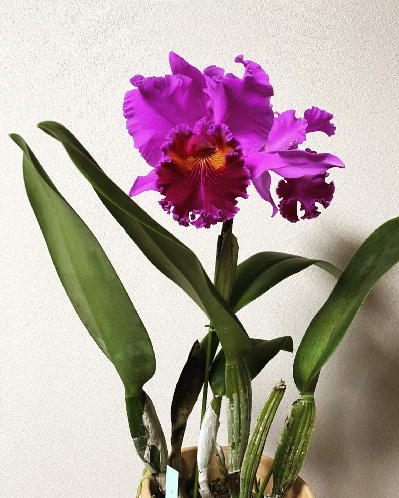 部屋の画像 by いろはさん | 部屋と洋蘭と着生ランとカトレア交配種とカトレア属と植中毒と洋蘭広め隊と洋ランと珍奇植物と洋蘭交配種とビザールプランツ
