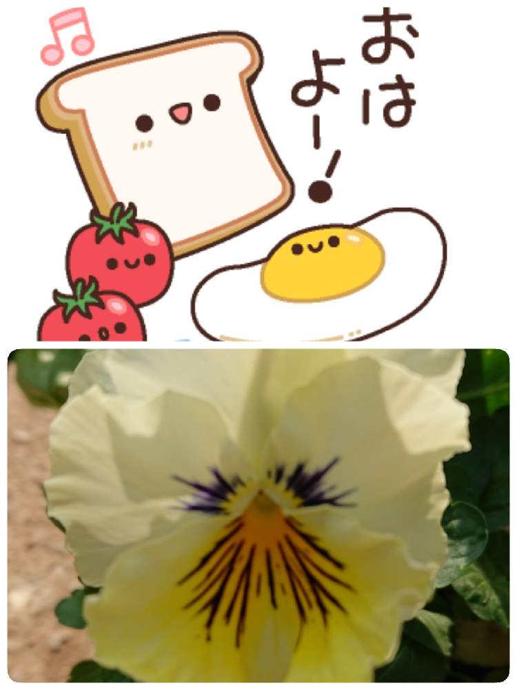 小さな庭の画像 by 苺さん | 小さな庭とプランターとおうち園芸とパンジーの栽培