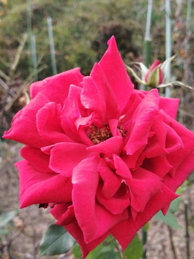 お出かけ先の画像 by 風の駅さん | お出かけ先とバラ、薔薇、ばらと水曜ローズショーとばら バラ 薔薇とぶらり電動チャリと農村風景(福島県)
