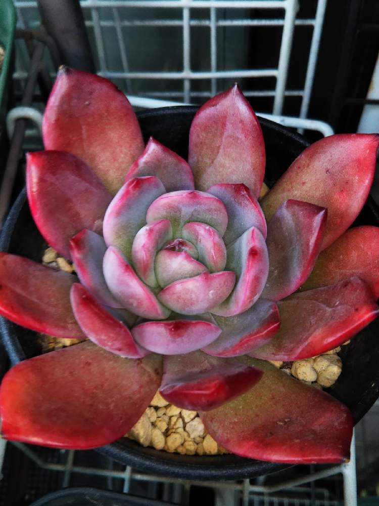棚の画像 by はははさん | 棚と多肉屋敷と多肉植物と観葉植物と多肉紅葉とエケベリア グラムピンクとおうち園芸とエケベリア属と紅葉多肉と群生派