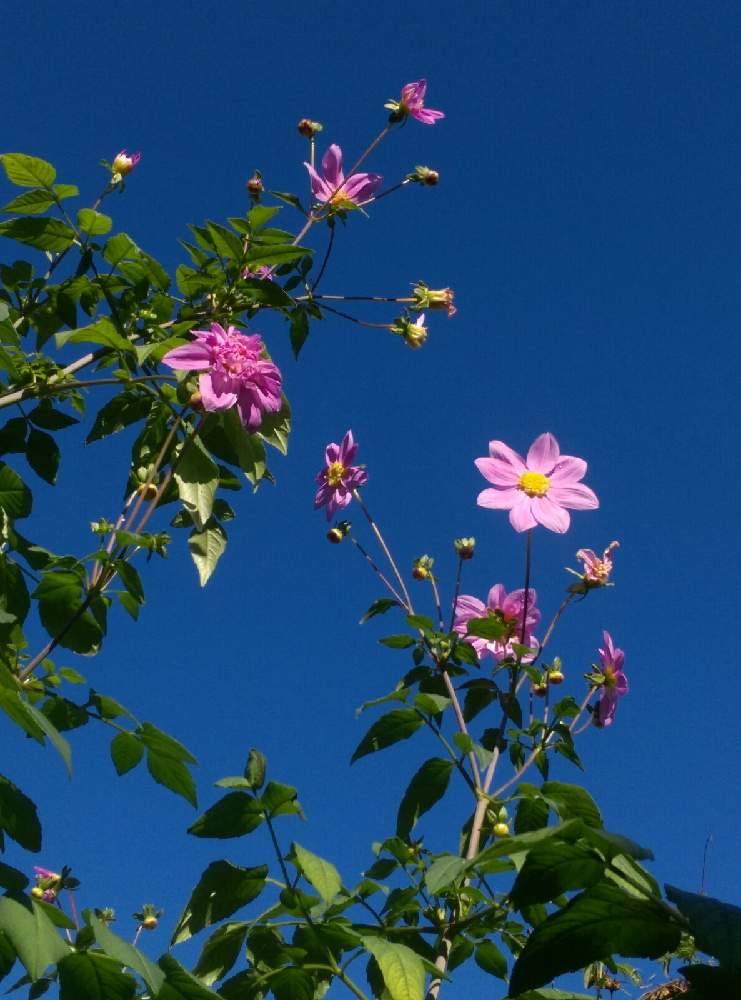 の画像 by はてはぁなさん | 八重咲き皇帝ダリアといい感じ♡と大好きと八重咲きと鉢植えと元気とキレイ✨と地植え