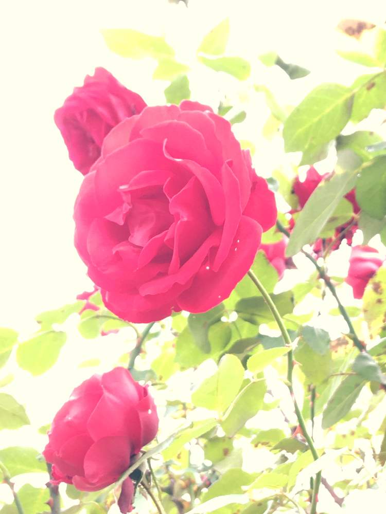 お出かけ先の画像 by minmindoさん | お出かけ先とばら バラ 薔薇と花久の里と撮影は先日と水曜ローズショー